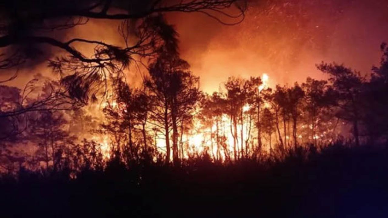 Dört şehirde orman yangını