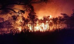 Dört şehirde orman yangını